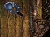 gameicon